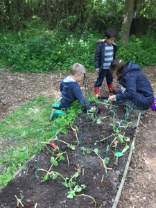 Planting our bean plants